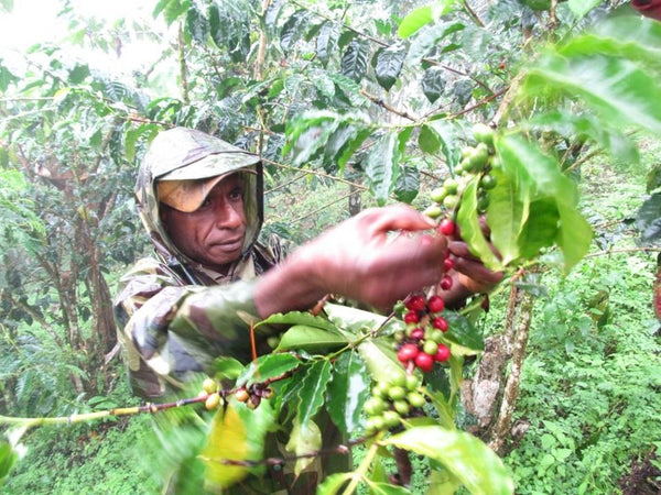 Papua New Guinea